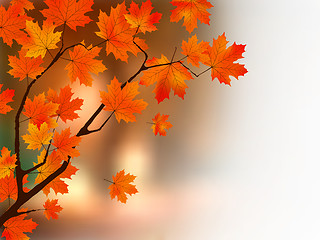 Image showing Autumn colors maple tree.