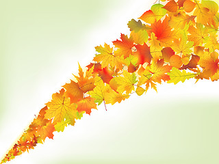 Image showing Autumn leaves