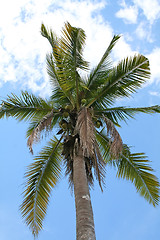 Image showing Coconut tree