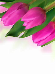 Image showing Pink tulip with blurred backgrounds.