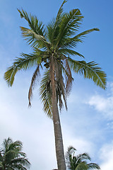 Image showing Coconut tree