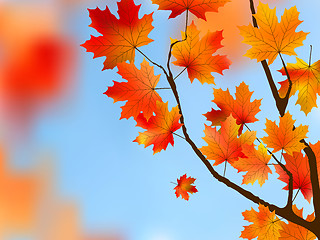 Image showing Red maple Tree Leaves against blue sky.