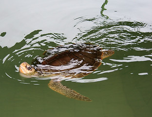 Image showing Hornbill turtle