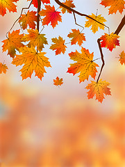 Image showing Autumn Leaves, Very Shallow Focus