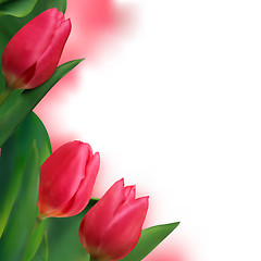 Image showing Tulip flowers