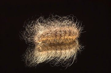 Image showing The worm