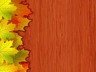 Image showing Fall coloured leaves. EPS 8 vector file included