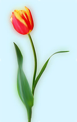 Image showing Yellow and red tulips.