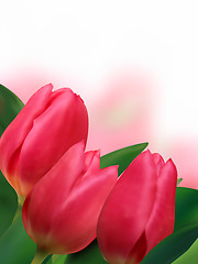 Image showing Pink tulips with copyspace on white background.