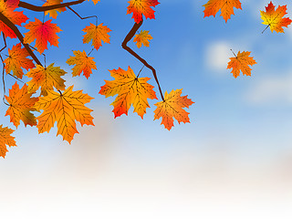 Image showing Yellow maple, autumn.