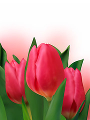 Image showing Bouquet of the fresh tulips.