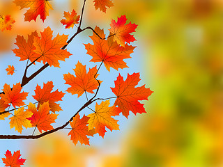 Image showing Red maple tree leaves against blue sky.