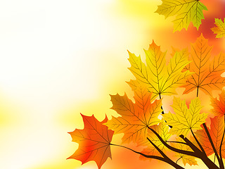 Image showing Multi colored fall maple leaves background.