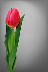 Image showing Single red flower tulip.