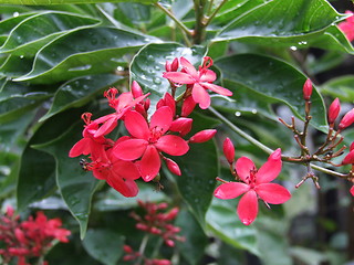 Image showing tropical flower