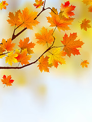 Image showing Autumn falling  leafs.