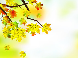 Image showing Autumn leaves, very shallow focus.