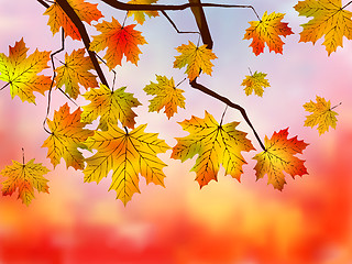 Image showing Fall red maple forest background.