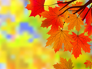 Image showing Bright autumn leaves in the natural environment.