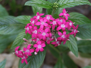 Image showing tropical flower5