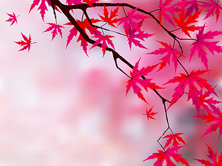 Image showing Japanese red maple (acer palmatum rubrum).