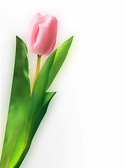 Image showing Pink tulip flower.