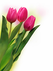 Image showing Bouquet of the fresh tulips