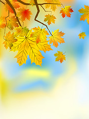 Image showing Autumn leaves background in a sunny day.
