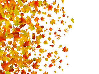 Image showing Fallen autumn leaves background