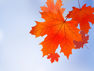 Image showing Red fall maple tree leaves on blue sky background.