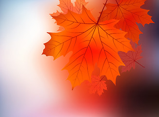Image showing Maple leaf against sunrise.
