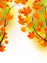 Image showing Autumn maple leaves in sunlight.