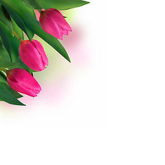 Image showing Close-up pink tulips isolated on white.