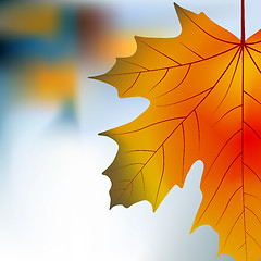 Image showing Red yellow maple autumnal background