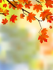 Image showing Autumn red leaves, shallow focus.
