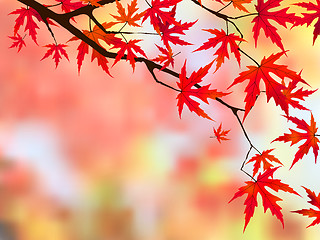 Image showing Japanese maple.