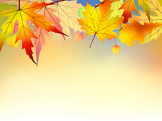 Image showing Colorful autumn leaves background.