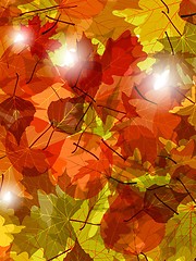 Image showing Light through autumn leaves