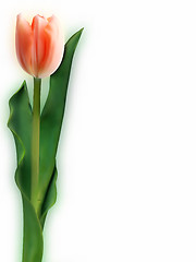 Image showing Tulip. EPS 8 vector file included