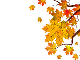 Image showing Autumn leaves isolated in white.