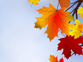 Image showing Autumn red leaves, shallow focus.