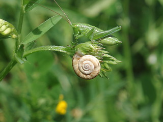 Image showing Grashopper and Snail