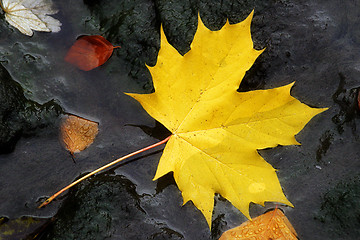 Image showing Autumn Leaf