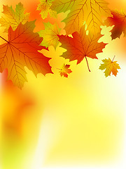 Image showing Fall yellow maple leaves.