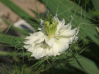 Image showing White Blossoms