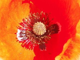 Image showing Red Papaver