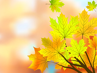 Image showing Autumn maple leaves, very shallow focus.