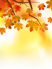 Image showing Autumnal leaf of maple and sunlight