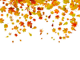 Image showing Background of autumn leaves.