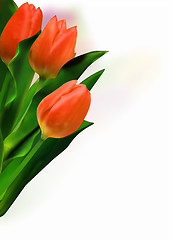 Image showing Bunch of beautiful tulips.